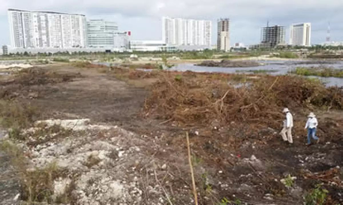 El manglar en donde se tiene previsto construir el proyecto malecón Tajamar Cancún, en Quintana Roo. (Foto: Twitter/@PROFEPA_Mx )