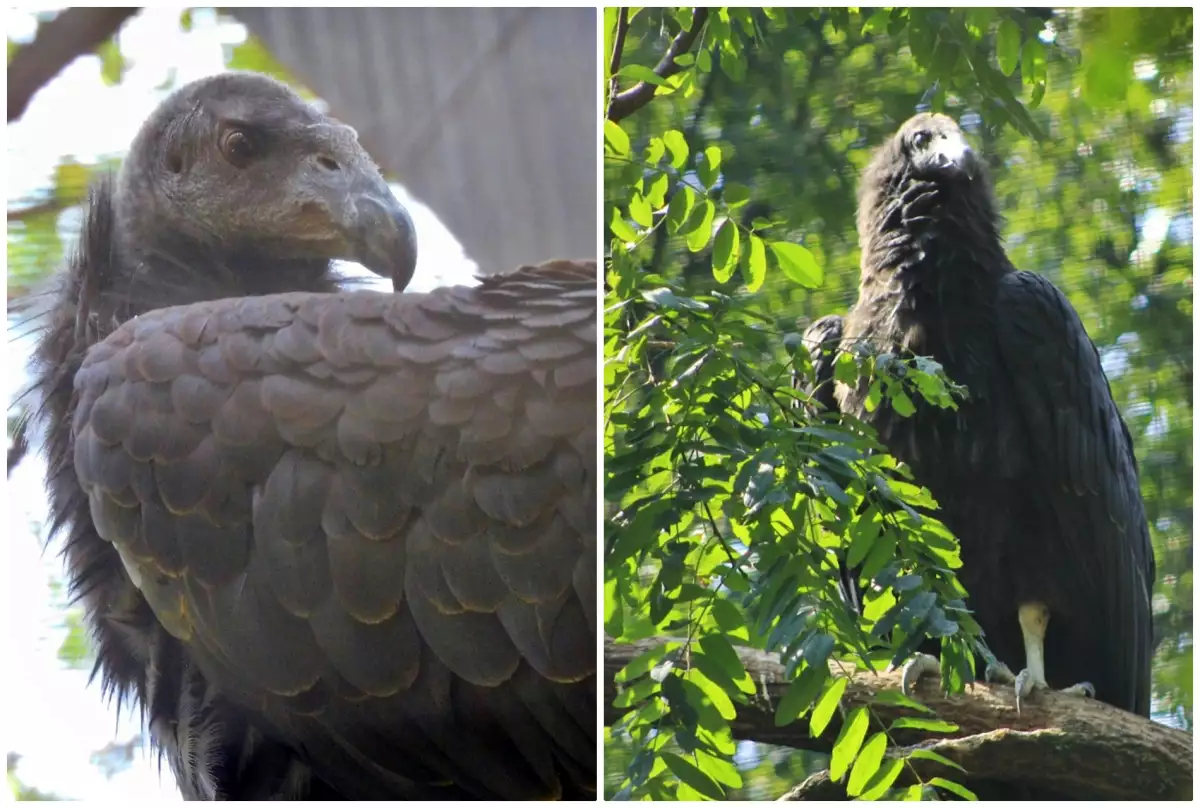Convoca Sedema a elegir nombres de cóndores 