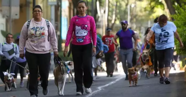 perritos-cdmx.jpg