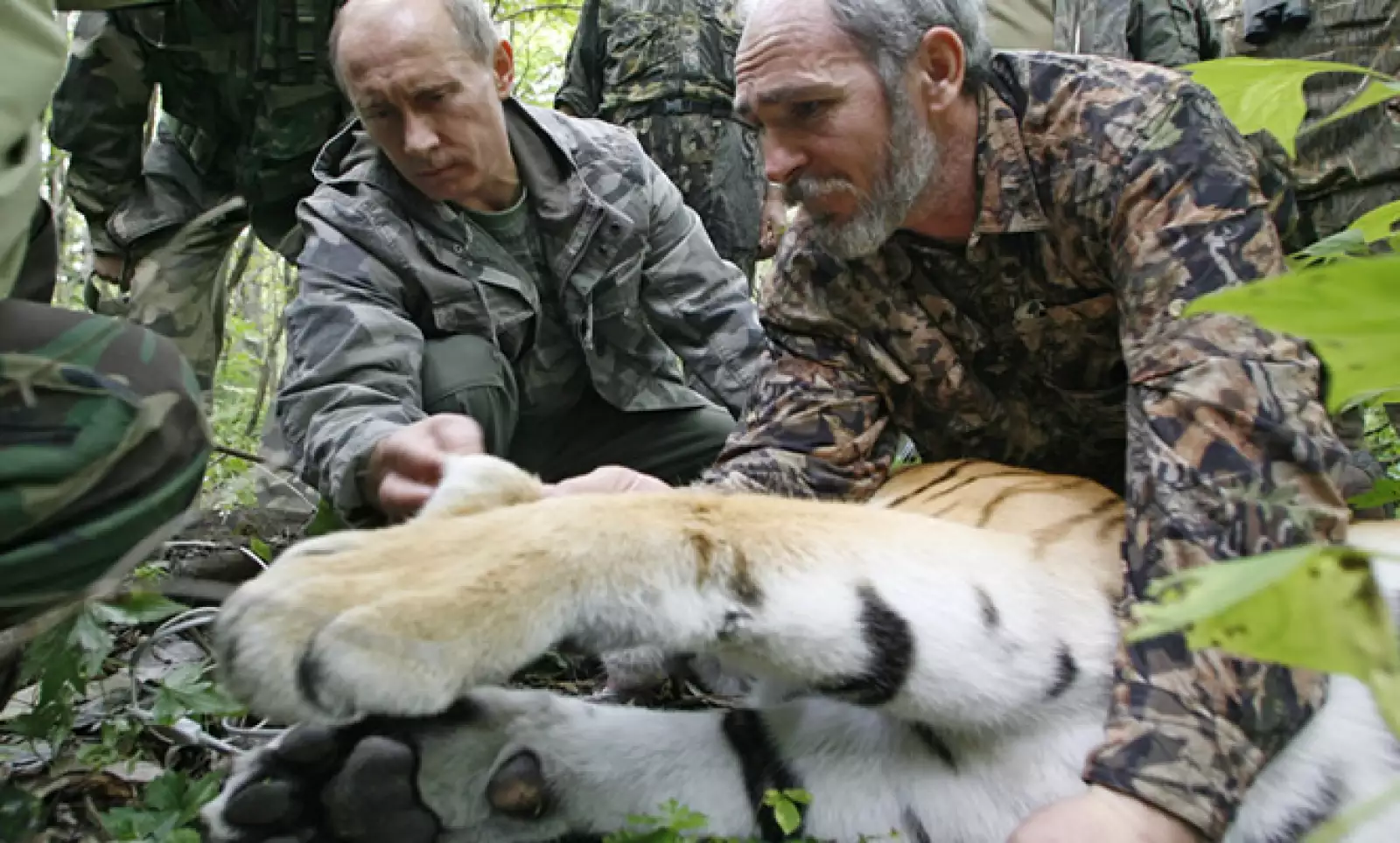 En la reserva de Ussuri, Putin sostiene la garra de un tigre que fue estudiado por científicos rusos.