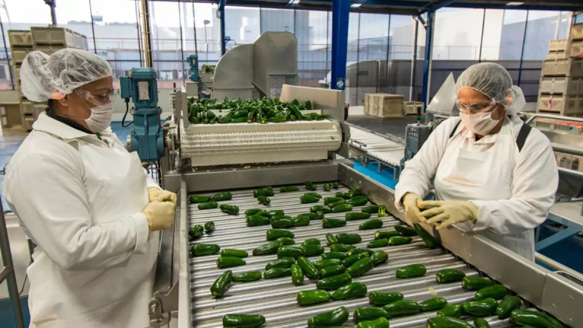 personas en una fábrica limpiando chiles