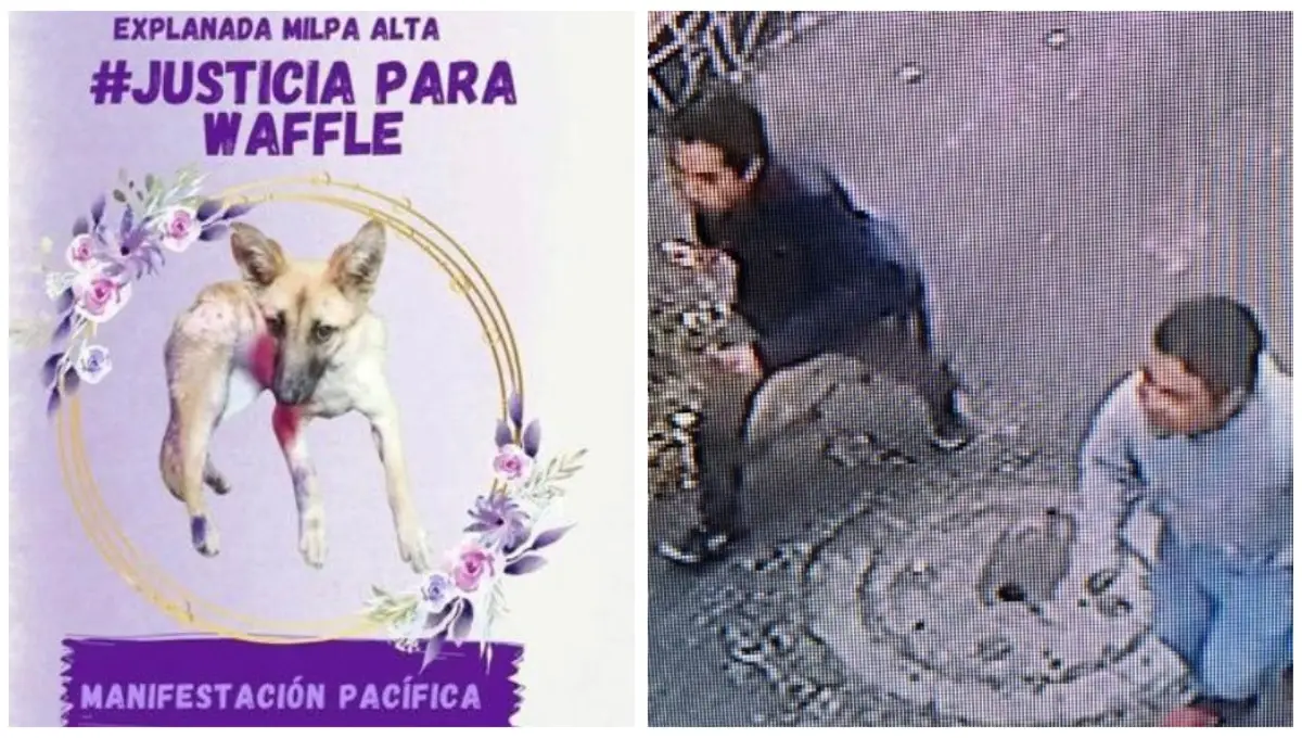 Justicia para Waffle, perrita asesinada en Milpa Alta.