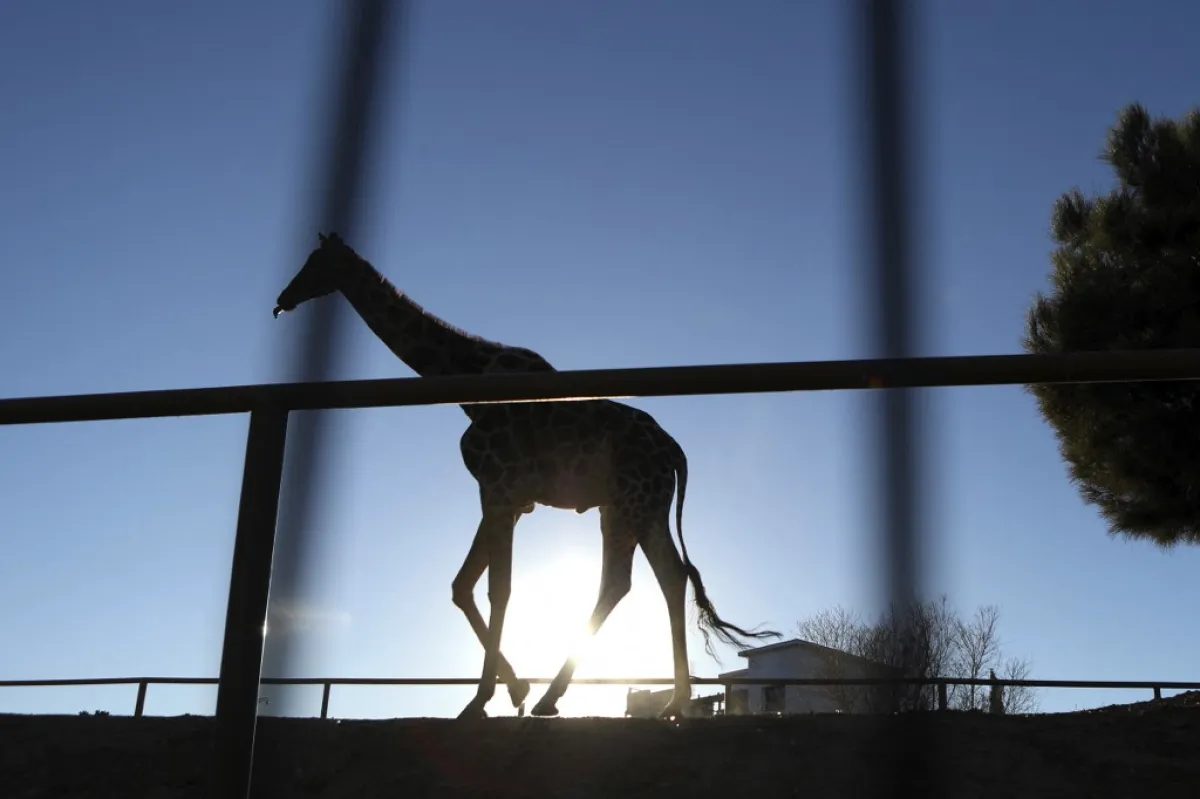 MEXICO-ENVIRONMENT-ANIMAL-GIRAFFE