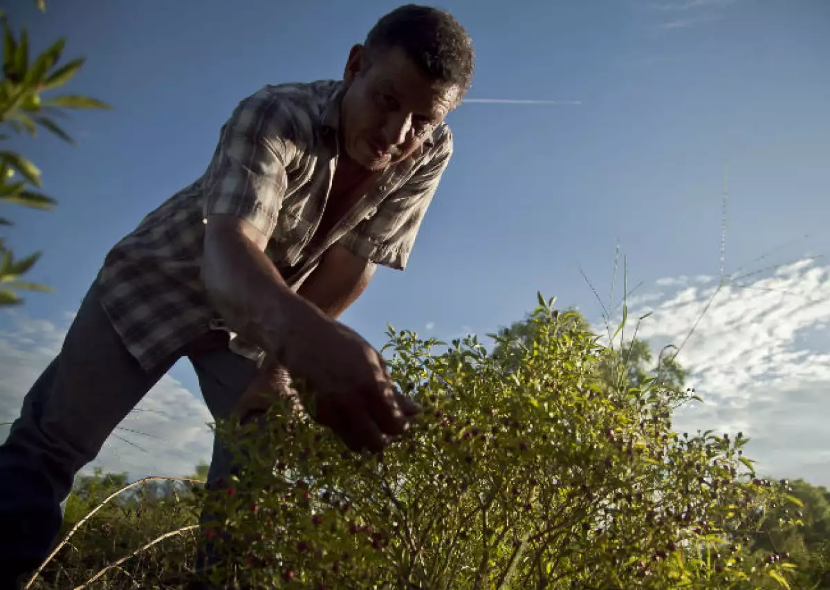 agricultor de Sonora