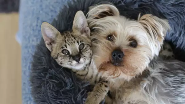 importancia-vacunacion-mascotas