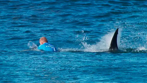 Este domingo, el surfista Mick Fanning sobrevivió al ataque de dos tiburones durante la prueba el torneo JBay Open en Sudáfrica.