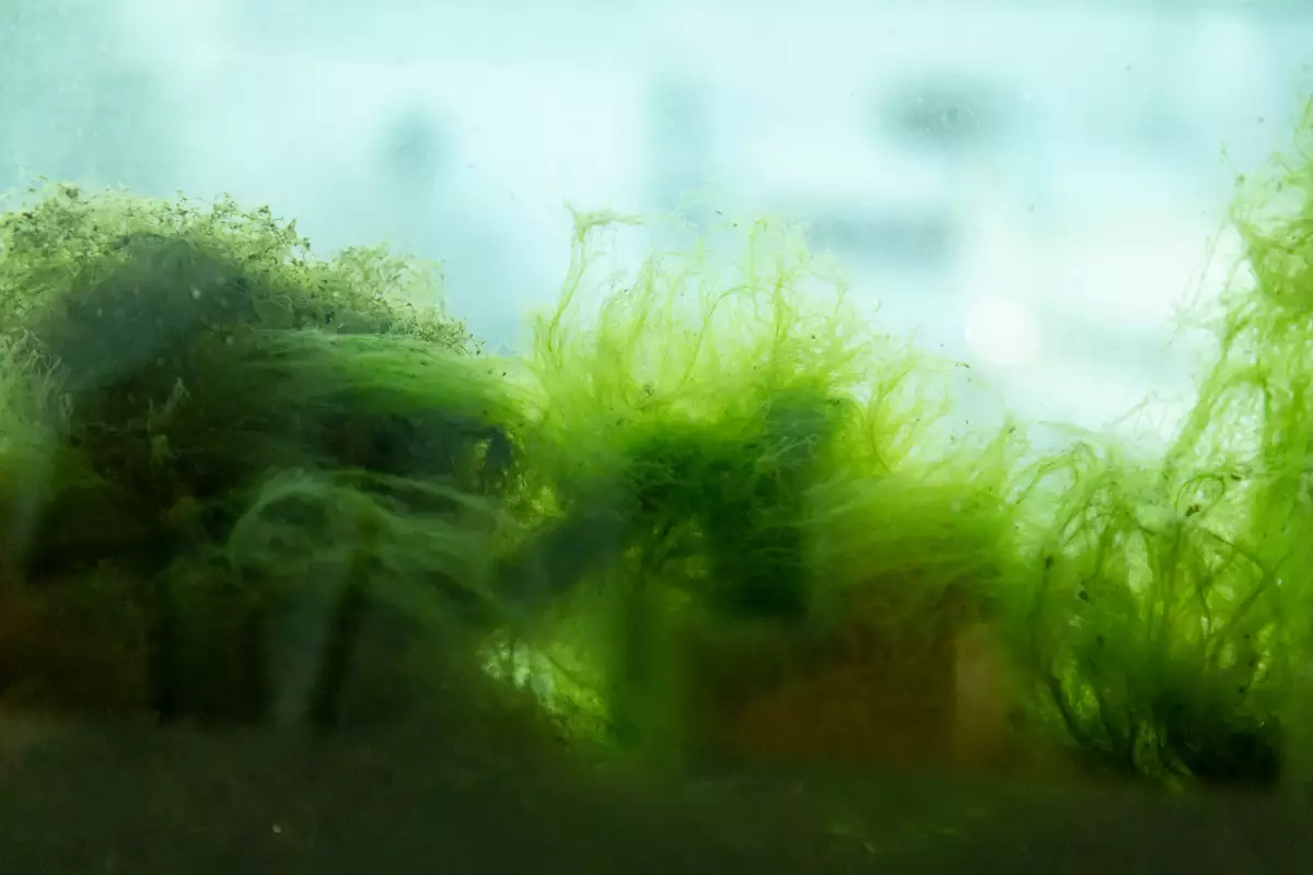 Sofía Táboas_Filtro lama.jpg