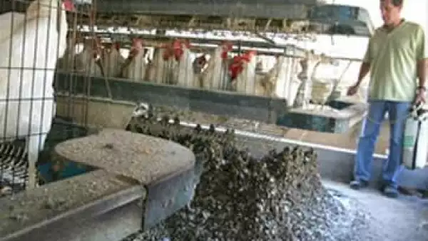 heces pollo fertilizante
