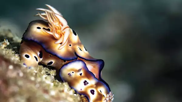 "El arte de proteger" una entrevista de Cristina Mittermeier