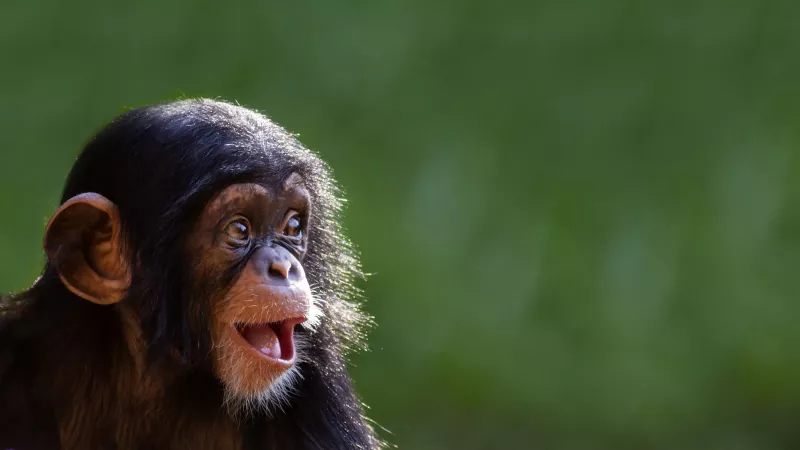Estudio: Los chimpancés salvajes se adaptan genéticamente a distintos hábitats