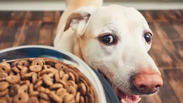 Foto de un perro labrador viendo fijamente un plato lleno de croquetas.
