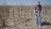 Corn crops destroyed by drought and disease