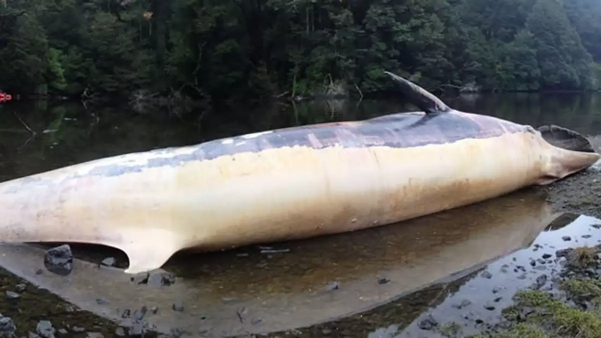 Una de las ballenas muertas encontradas en Chile; se desconocen los motivos del hecho