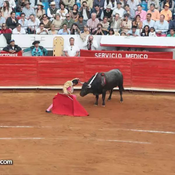 Toros