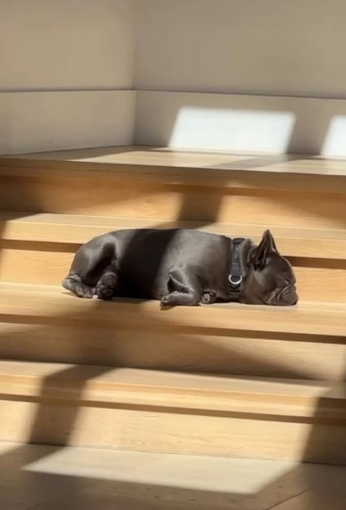 perro-ricky-martin