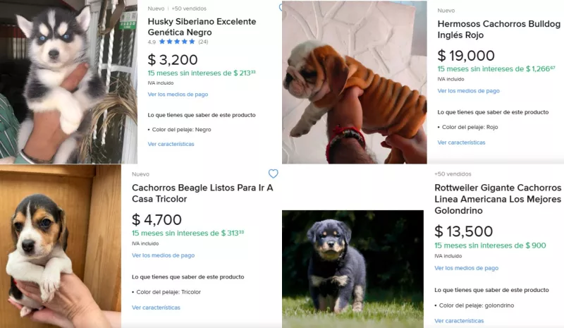 cachorros Mercado Libre CDMX.jpg