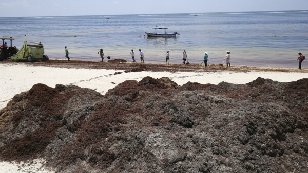 Sargazo Playas