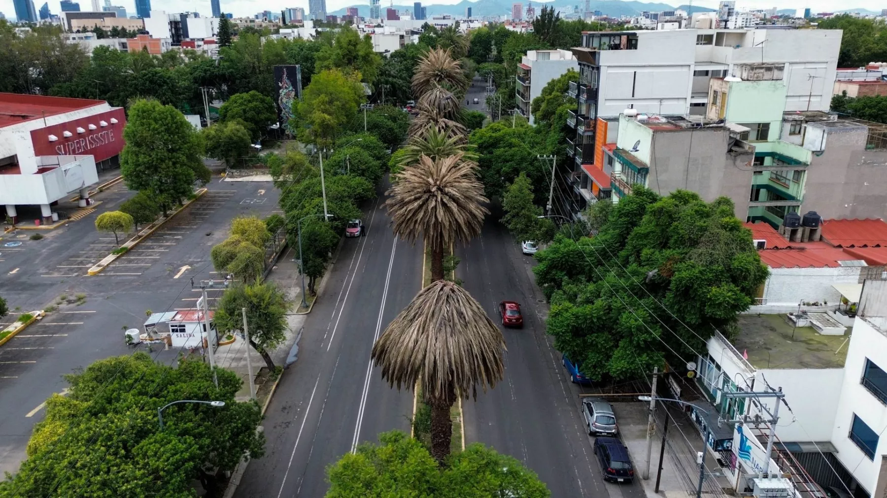 CDMX tiene más de la mitad de sus palmeras muertas o enfermas; las cambiarán por árboles