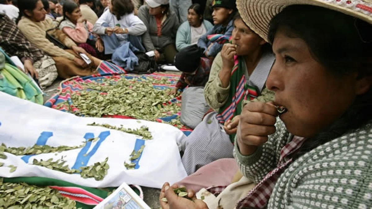 Masticado hoja de coca Bolivia