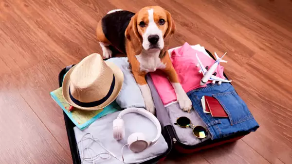 requisitos-perros-viaje-avion