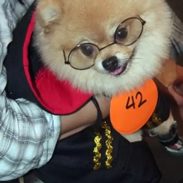 perros disfraz Halloween