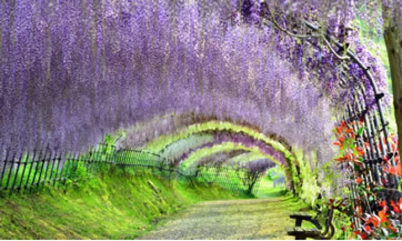 El Jardín Kawachi Fuji en Japón. (Foto: CNN)