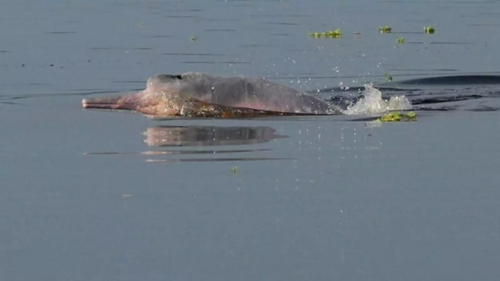 nuevas especies amazonas
