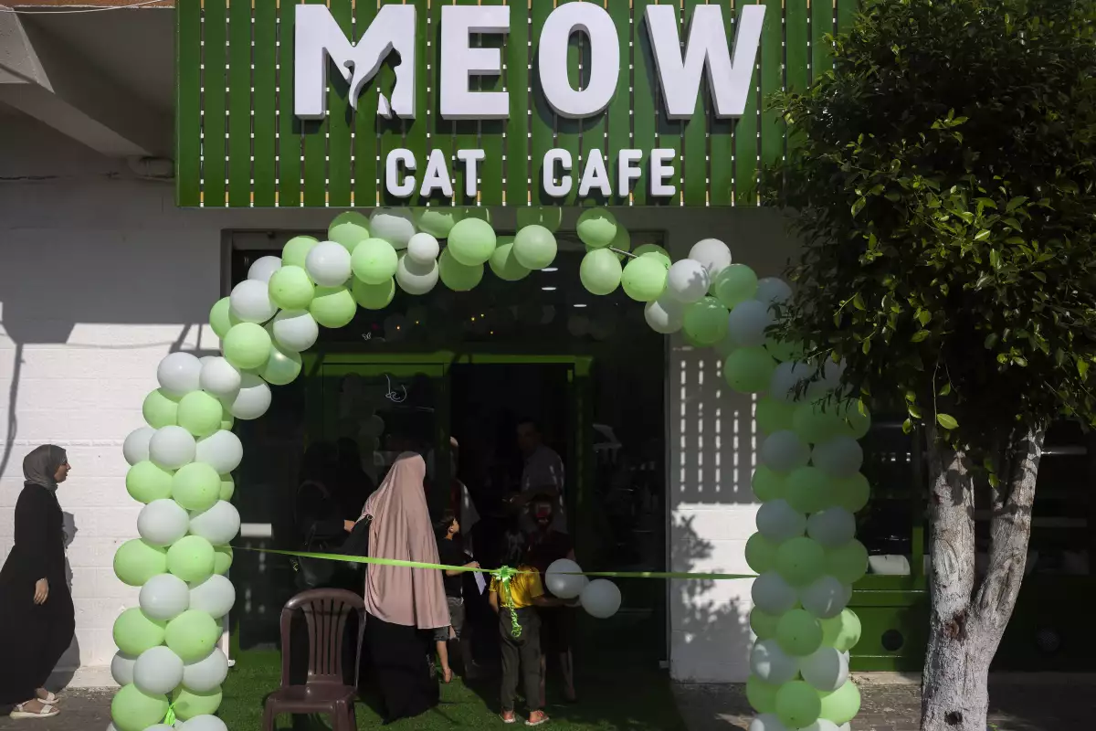 cafeteria-gatos-gaza