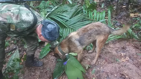 Un soldado y un perro participan en una operación de búsqueda de niños supervivientes de un avión Cessna 206 que se estrelló en la selva hace más de dos semanas, en Caqueta, Colombia, el 17 de mayo de 2023.