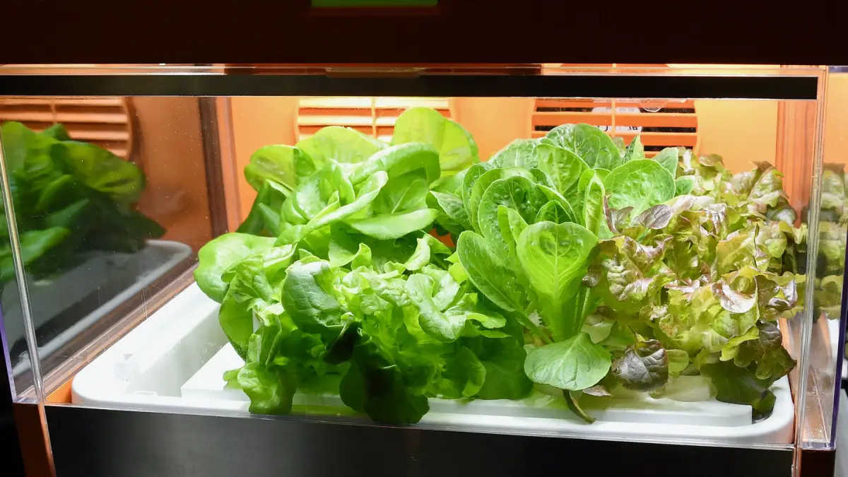 FDA se retracta: la lechuga mexicana no es la causante del brote de diarrea explosiva, fue un falso positivo