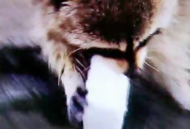 Surgió en Internet una grabación que se está haciendo viral rápidamente y es que ver la reacción de el pequeño animalito al perder su cubo de azúcar.