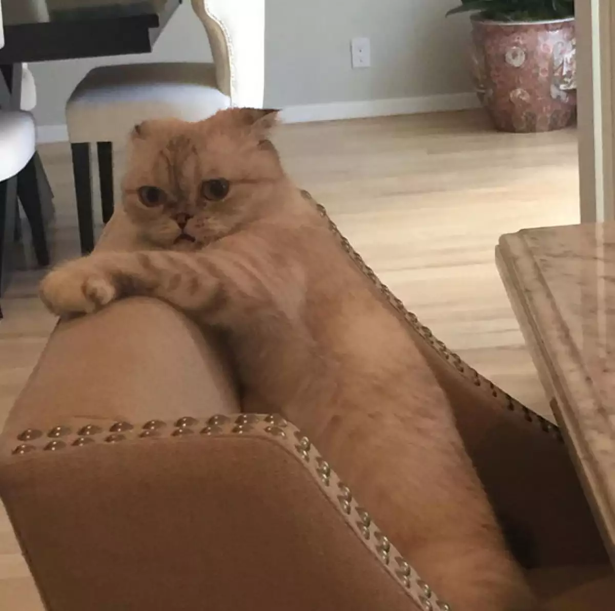 Como es sabido, la novia de Calvin Harris tiene a dos BFF que no son precisamente Cara Delevingne o Selena Gomez. Se trata de Meredith y Olivia, sus fieles y hermosas mascotas.
