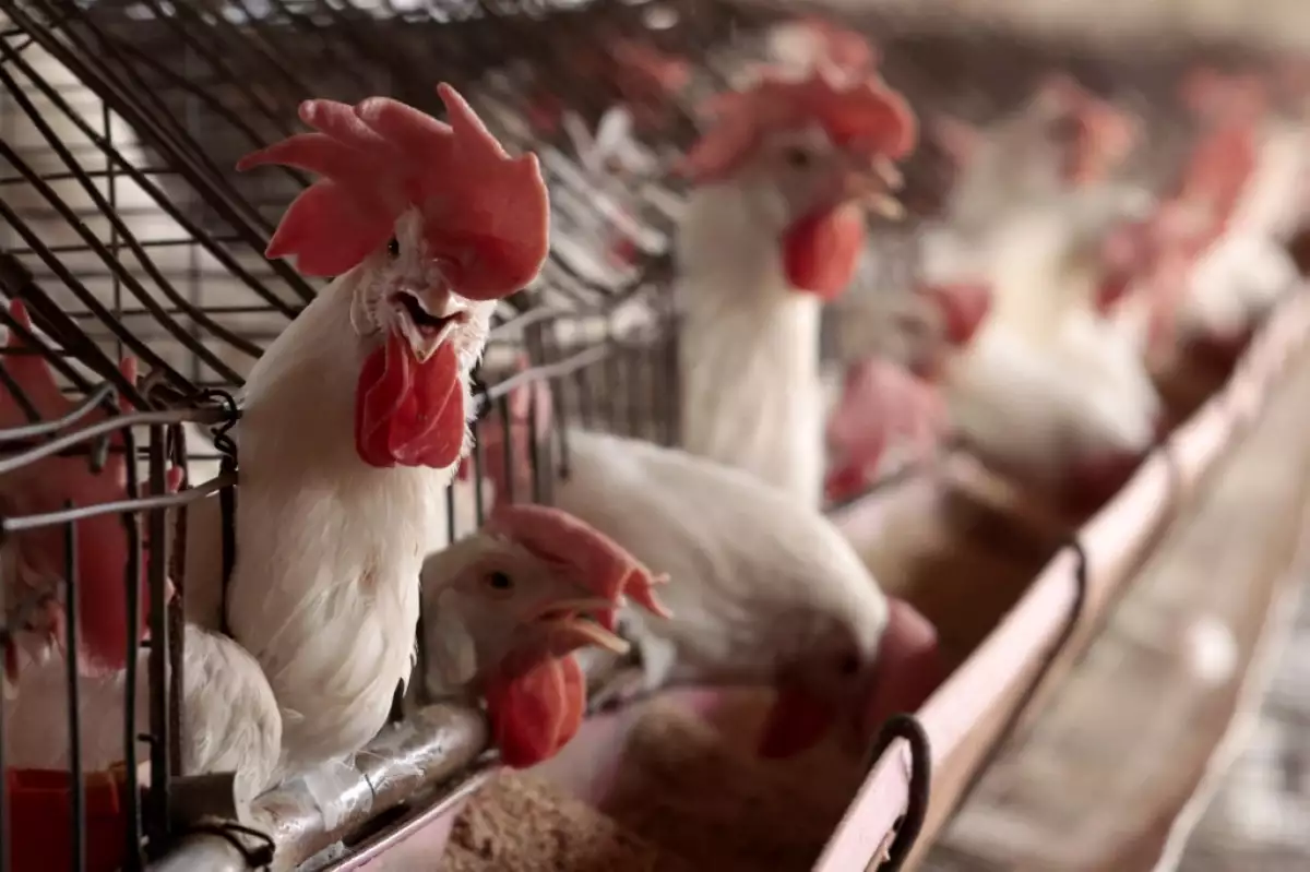 FARM-MEXICO-ANIMALS-CHICKEN