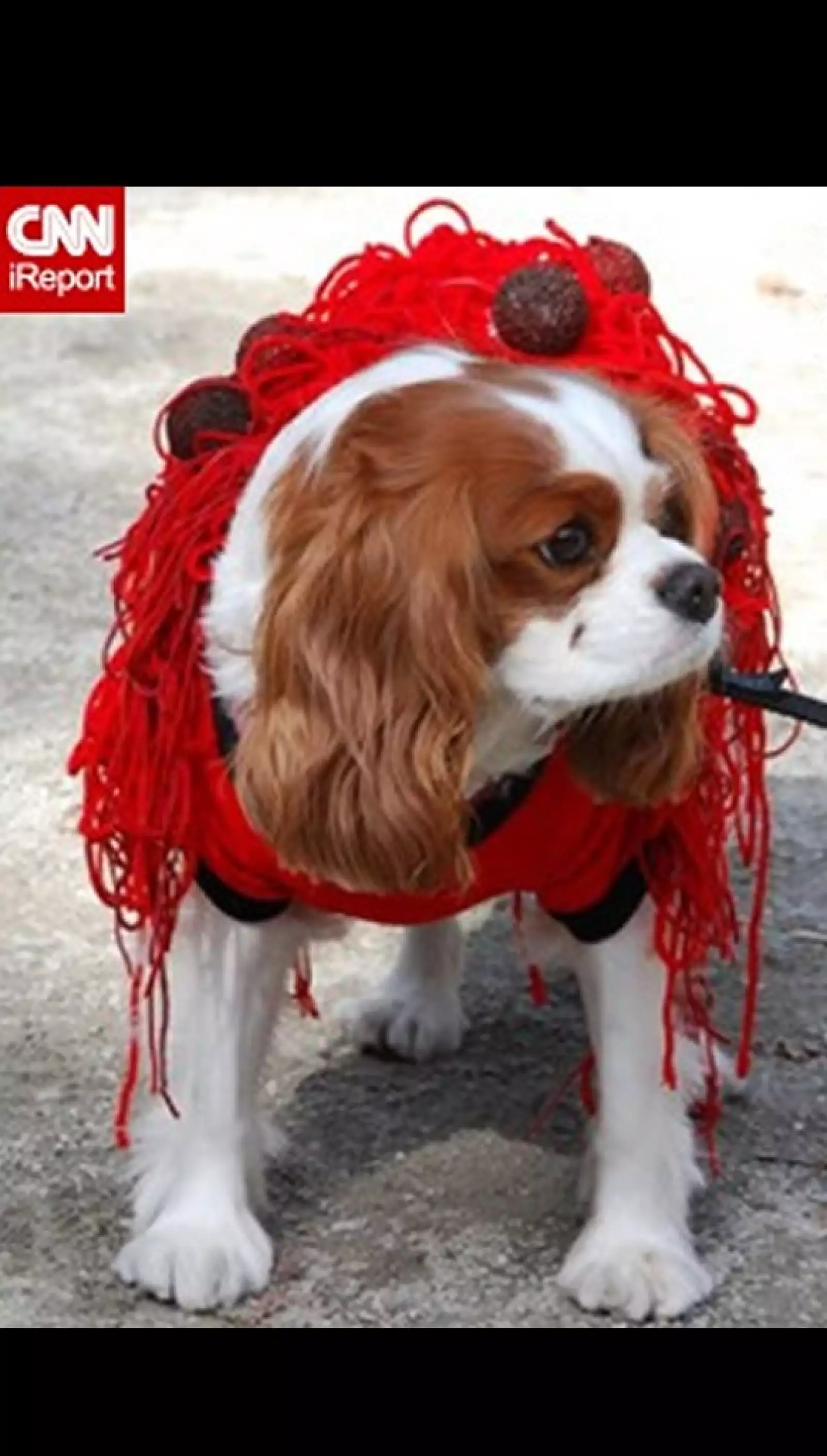 perros disfraz Halloween