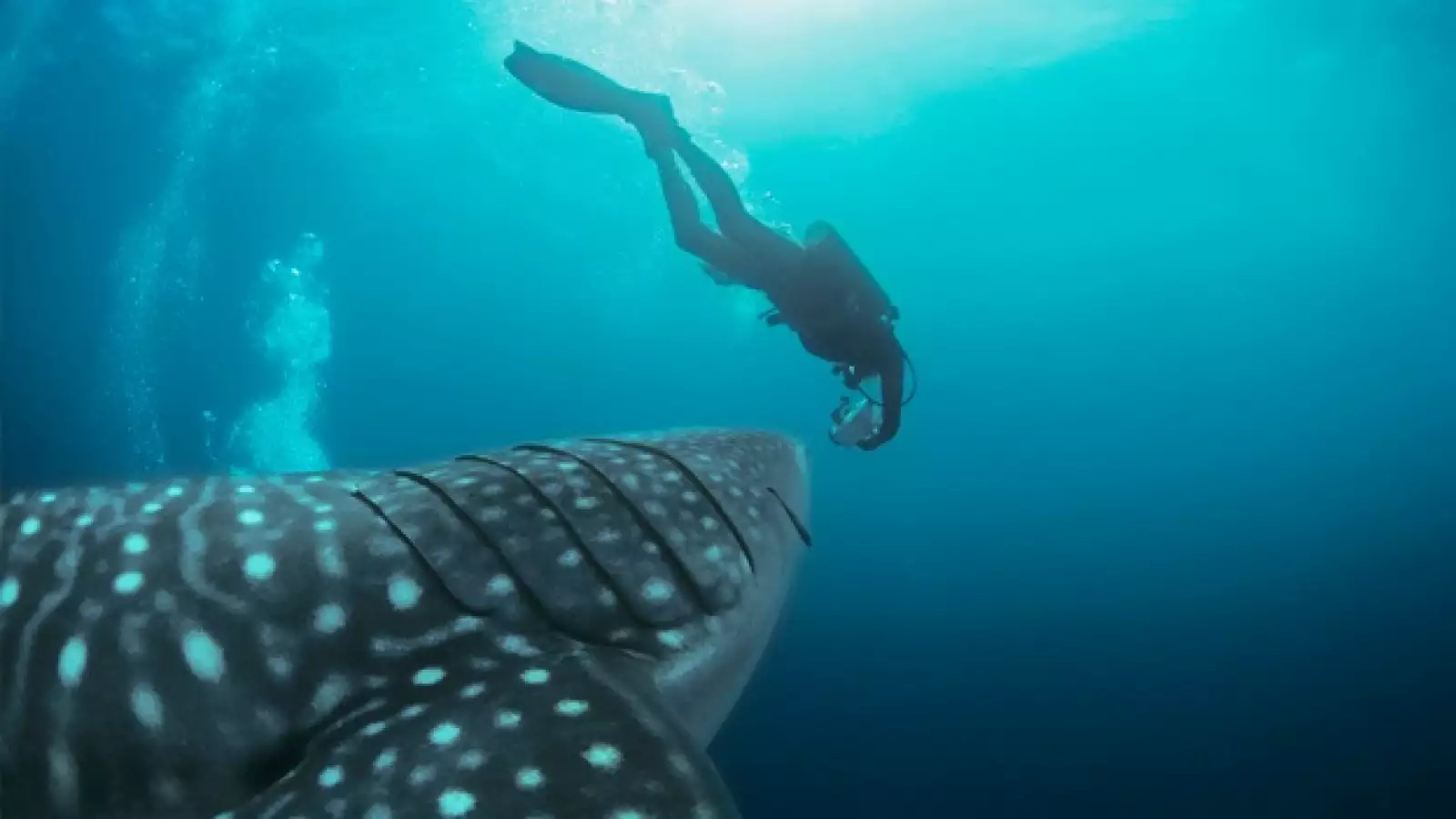 ambiente, conservacion, ballena, mar, oceano, buzo, biodiversidad, 