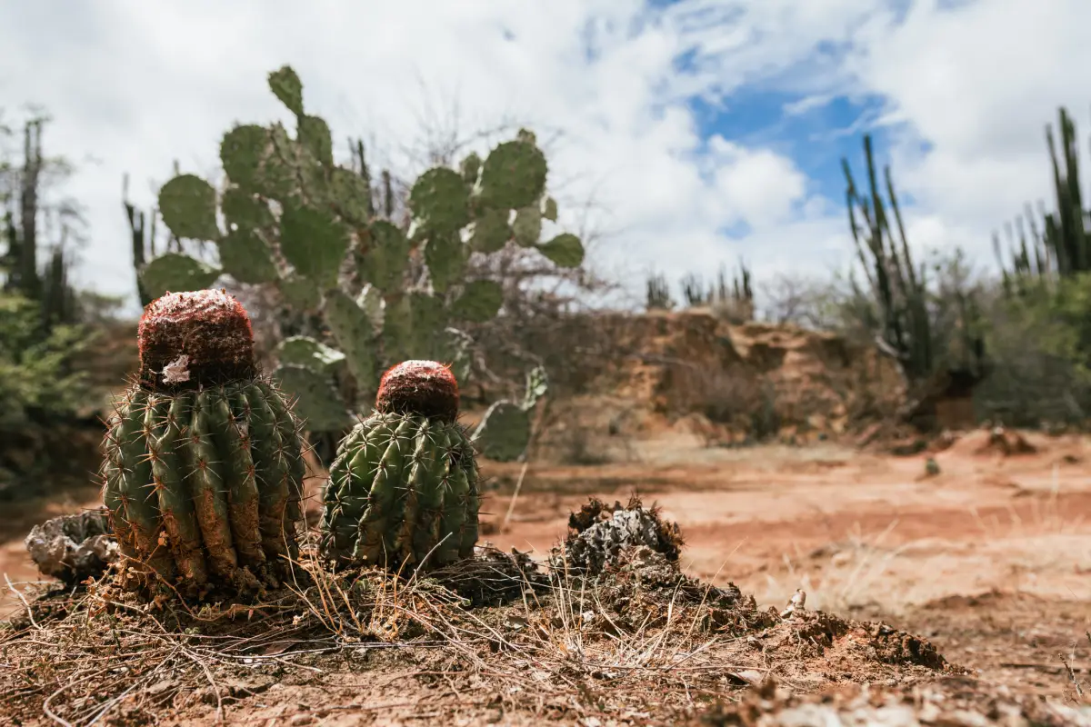 cactus-calentamiento-global