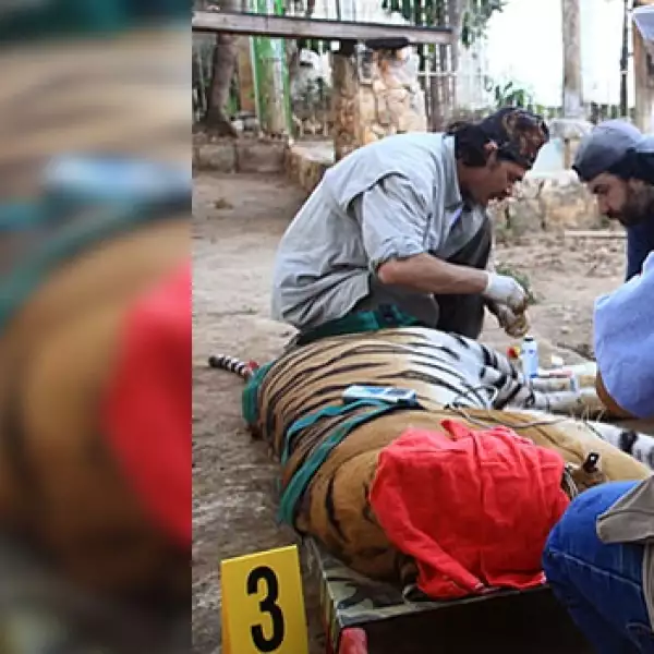 tigres asegurados en Cancún 2