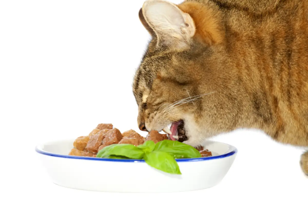 Comida para gato 