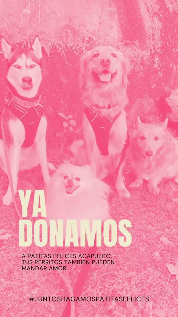 Cuatro perros en un jardín con texto