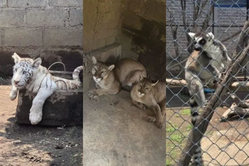 animales.jpg
