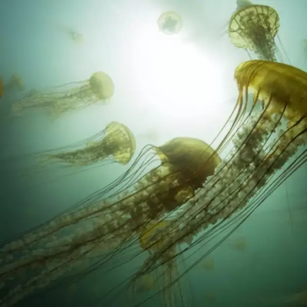 dia mundial de los oceanos 03