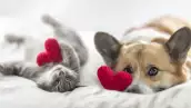 perros-gatos-preferencia-hogar