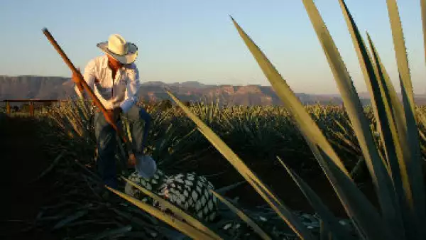 agave_producci�n