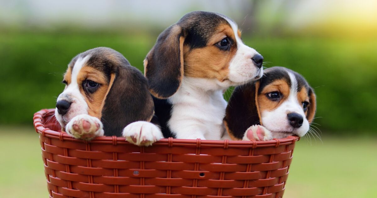Envigo şirketi binlerce beagle köpeğine kötü davrandı ve milyon dolar para cezası aldı