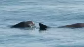 poblacion-vaquita-marina-2023