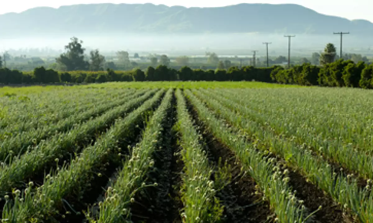 El objetivo de FIRA es otorgar crédito, garantías, capacitación, asistencia técnica y transferencia de tecnología a los sectores agropecuario, rural y pesquero del país. (Foto: Getty Images)
