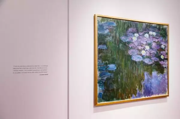 Nymphéas en fleur