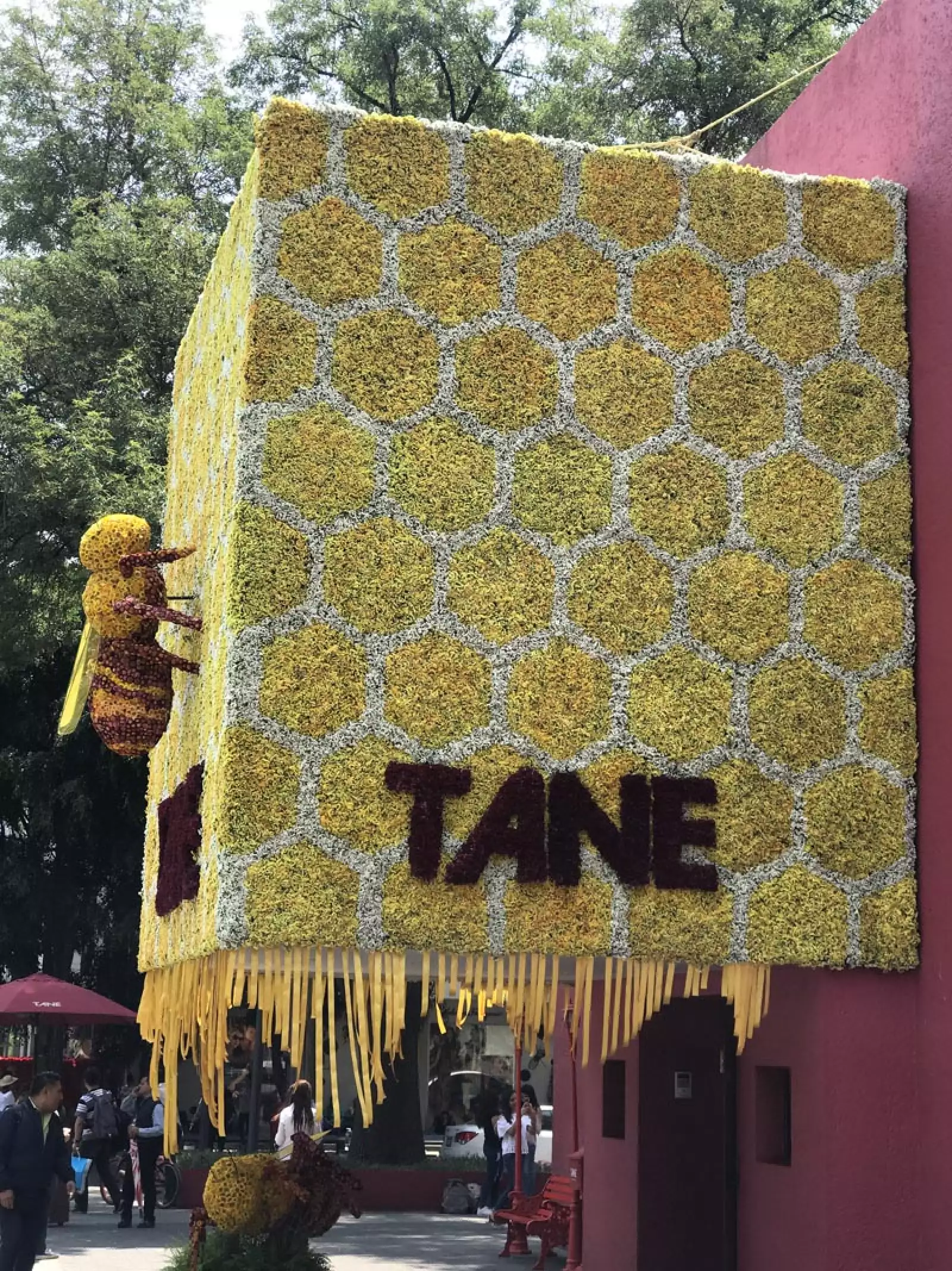 Tane-Polanco-En-Flores