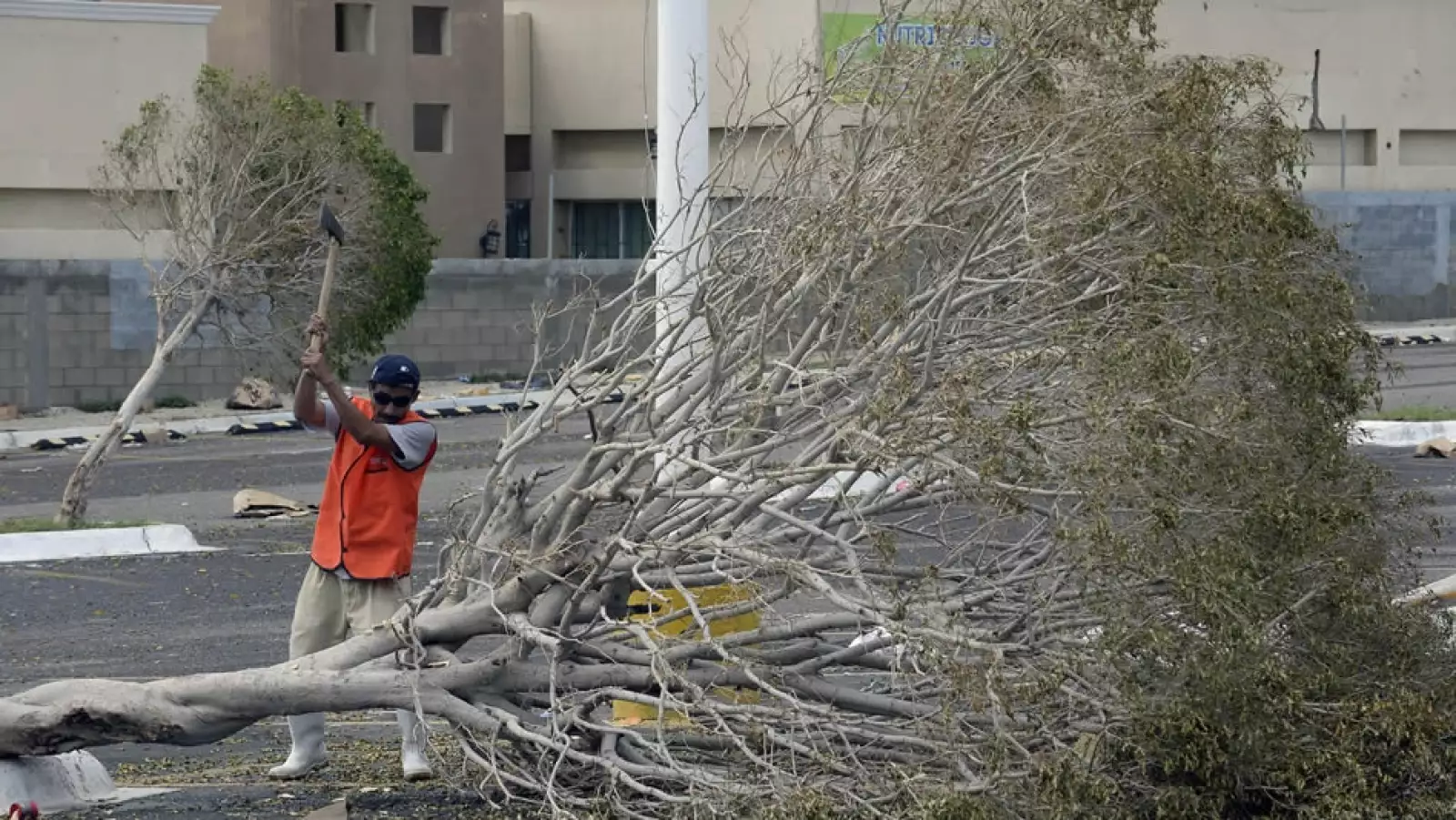 Odile hombre arbol San Jose del Cabo