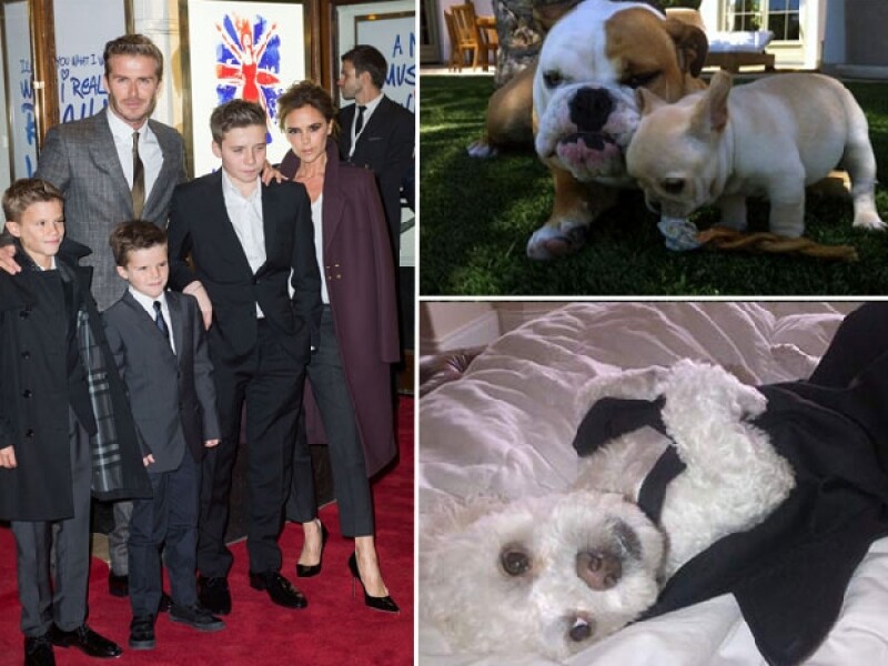 Coco y Scarlett son de la raza Bulldog, el primero inglés y la segunda francesa. Harry es este adorable Poodle.
